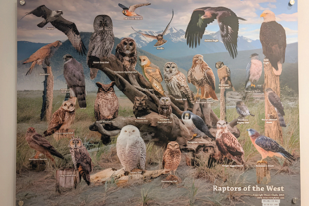 West Coast wildlife posters